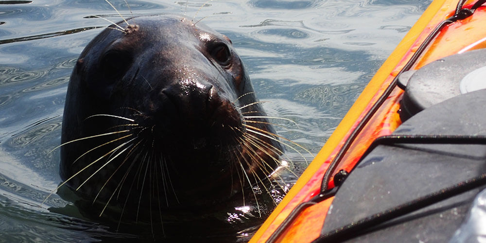 Guided Kayak Trips | Half and Full Day | Sea Kayak Devon